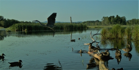 Great blue heron in flight and other waterfowl floating in water at restored wetland