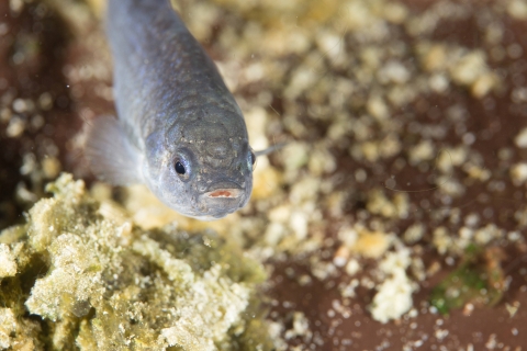 small pupfish swimming with coral in background