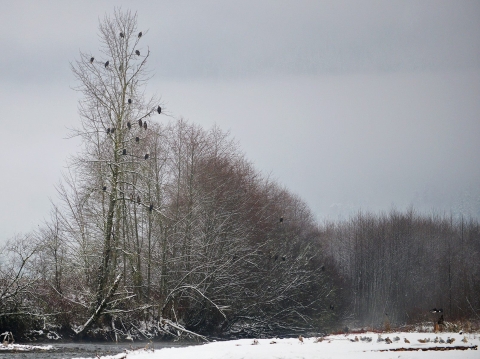A group of Bald Eagles on a tree during winter. 