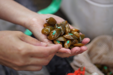 Close-up of several small freshwater mussels with green passive integrated transponder (PIT) tags held in hand.