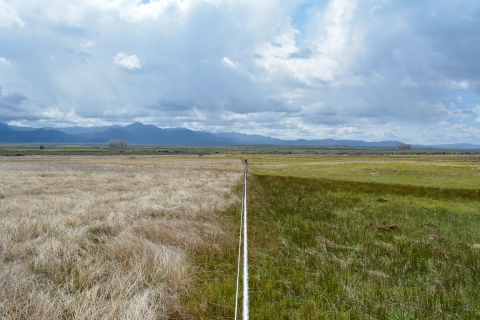 a field, separated by a fence, shows the difference between ungrazed and grazed land. On the left, ungrazed grass is brown/grey. On the right, the grazed land is a rich green grassland