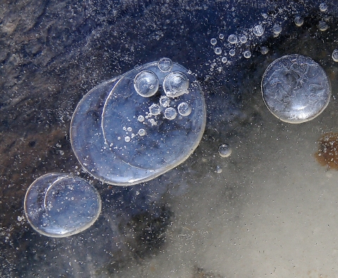 Bubbles trapped under winter ice at Missisquoi National Wildlife Refuge in Vermont.