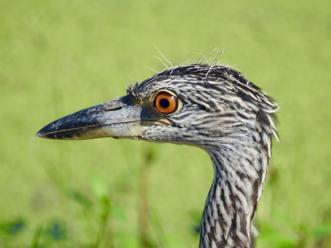 Profile of a young bird with a long beak and a yellow eye against a light green background.