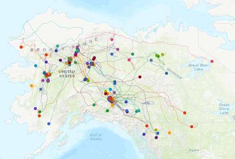 map showing movement of lynx across Alaska and into Canada
