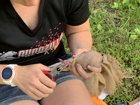 Banding a Mourning Dove