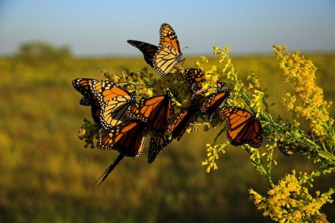 A group of orange and black butterflies feeds on a plant.