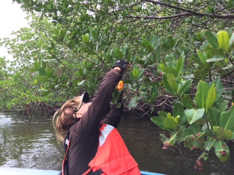 A woman in an orange reflective vest reaches up from her kayak to pull fishing line off a tall shrub.