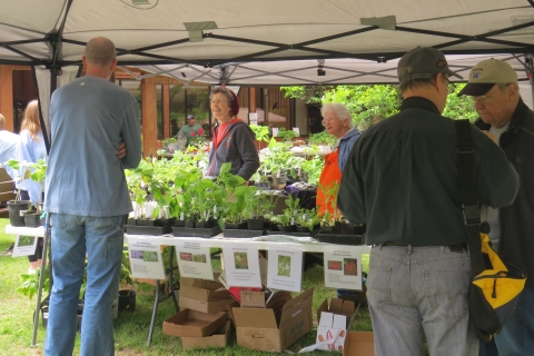 Volunteers behind tables of native plants for sale