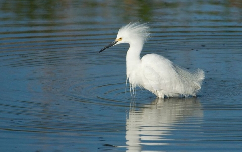 An elegant white bird called a snowy egret wades in the water at Bear River Migratory Bird Refuge in Utah.