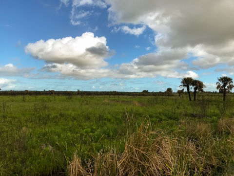 View of cordgrass dominated marsh, with scattered cabbage palms. Bright white cumulus clouds are seen overhead.