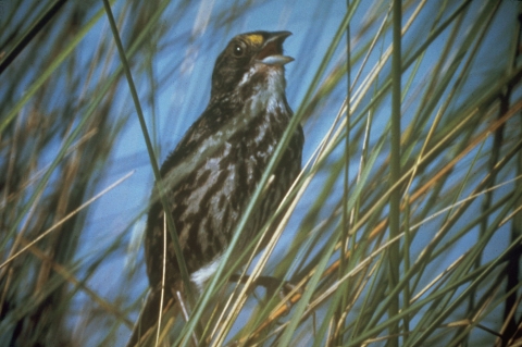 Now extinct, a dusky seaside sparrow sings while perched in marsh grasses.