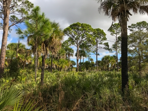 Cabbage palms and slash pine grow above a patch of saw palmetto.
