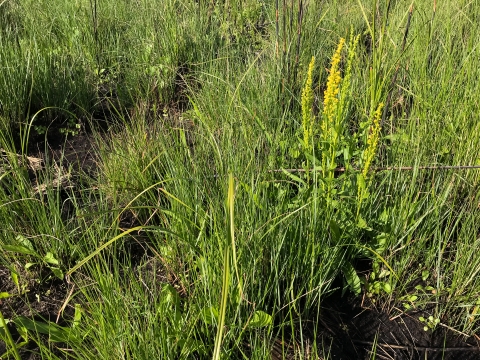 Bright green herbaceous vegetation regrows after a recent prescribed fire.