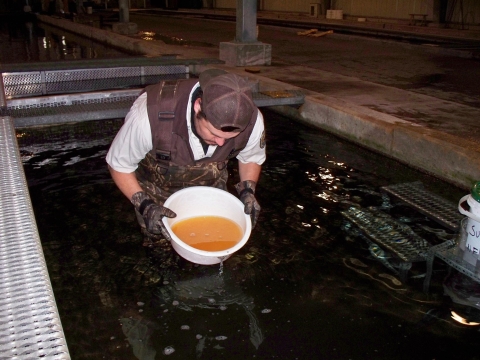 Fertilized lake trout eggs being hand rinsed with water.