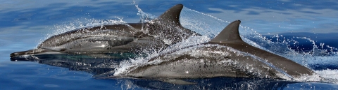 Two sleek, gray-black dolphins side by side glide at the surface of blue water
