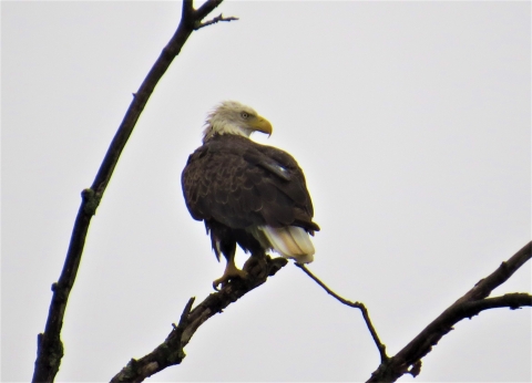 Adult bald eagle sitting in tree