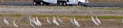 About 20 large gray birds -- sandhill cranes -- standing in a refuge field abutting a highway on which a semi truck is driving