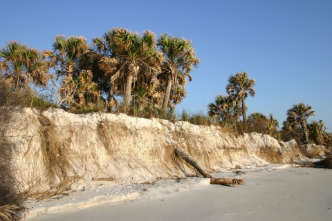 A several eroding beach sand dune with palm trees lining it