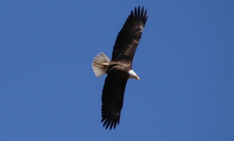 An adult bald eagle soaring in a clear blue sky with its black wings open completely. Its head and tail are white.