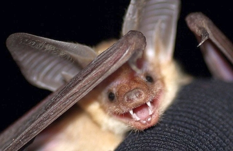 An excited brown bat bearing its teeth as it is being examined