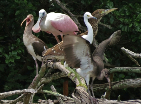 Five large birds of different species crowded onto woody debris