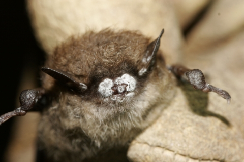 A small brown bat with what looks like white powder on its nose. The white is in fact a fungus.