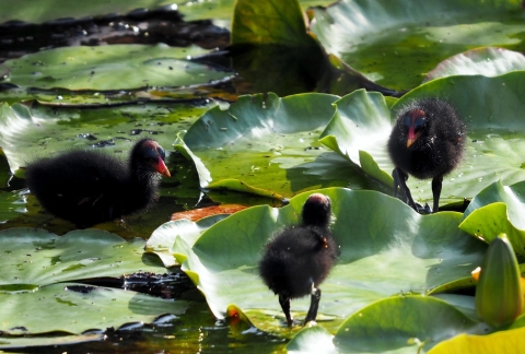 Three young, small, fuzzy black birds with red beak 