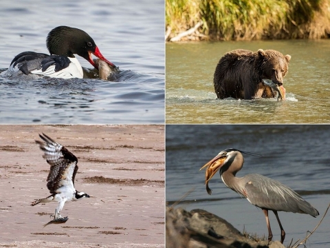 A four-photo collage showing three large bird and a brown bear, all with fish in their mouths