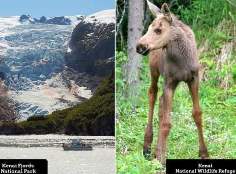 Two-photo collage. Left: A mountain glacier meeting coastal waters. Right: A very young, long-legged moose calf