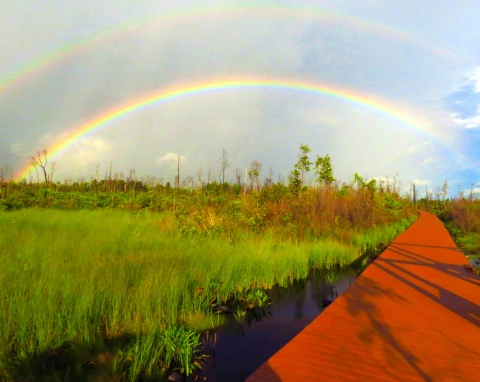 A narrow burnt-orange-colored boardwalk through wetland full of verdant grasses. All of it is under a double rainbow in the sky.