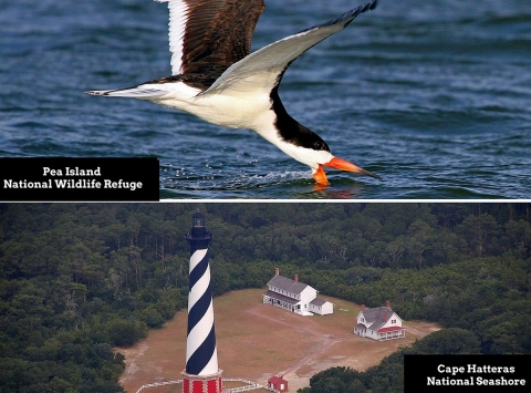 Two-photo collage. Top: A large white-and-black-colored bird with an orange bill skimming water in search of fish. Bottom: An aerial view of a white-and-black striped lighthouse