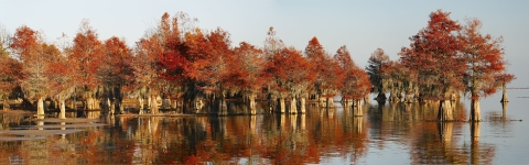 A couple dozen cypress trees with brown leaves in a wetland in late autumn