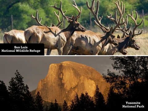 Two-photo collage. Top: Five bull elk with velvet on their antlers. Bottom: A large rounded, flat-faced mountain.