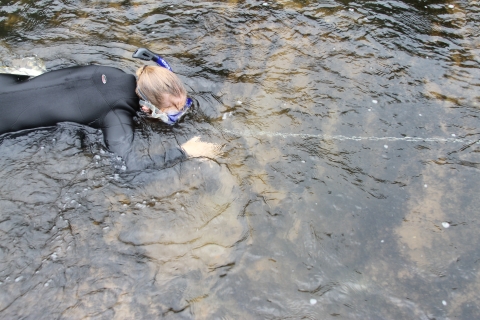 Biologist snorkeling in a river, following a transect defined by a length of chain resting on the stream bottom