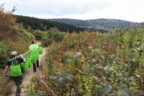 Two people carry bags filled with young red spruce trees down a trail