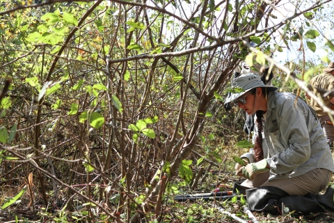 A lone person crouches beside thick undergrowth