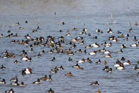 A large mixed flock of waterfowl