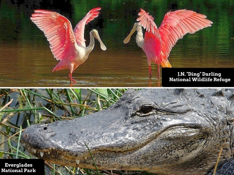 Two-photo collage: Top: Two large brilliant pink birds in shallow water. Bottom: Close-up of the long face of an alligator