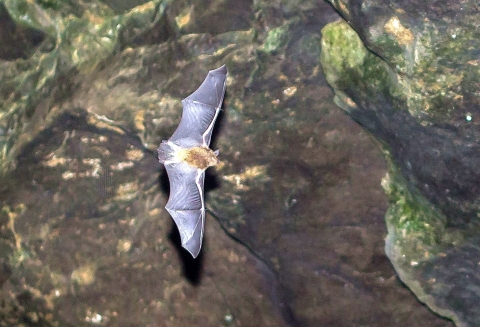 One gray bat with its wings open wide flying in a cave