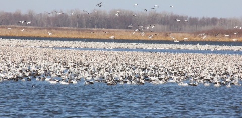 Hundreds of white geese floating together on choppy blue water