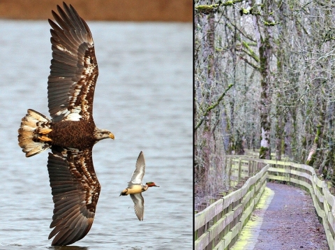 Two-photo collage. In first photo, two birds -- one large and the other small -- fly near each other over a wetland. The second photo shows a wooden boardwalk through the wetland