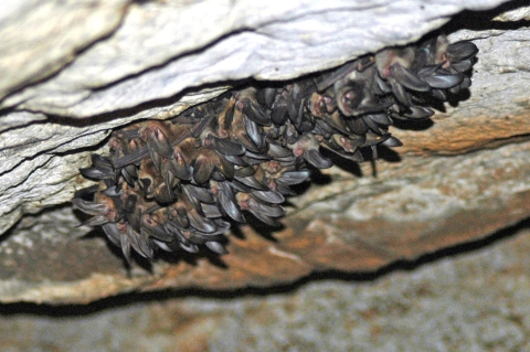A couple dozen small brown-colored bat hanging upside down in a cave