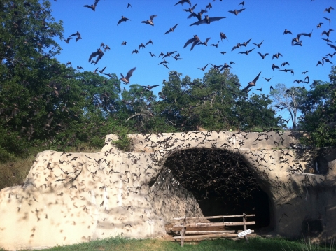 Dozens of black-gray bats flying out from a cave entrance in a wooded area