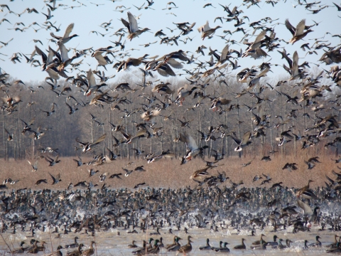 Dozens of waterfowl flying over and resting on a wetland