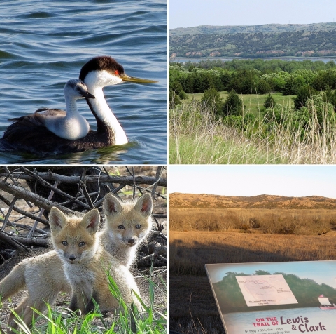 A four-photo collage: A young duck on the back of an adult duck, along view of a grassland leading down to the Missouri River, a sign reading "On the trail of Lewis & Clark," and two young foxes