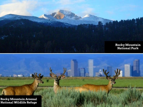 Two-photo collage. Top: A mountain peak overlooking an evergreen forest. Bottom: Three tan mule deer, two of them with antlers, standing in a flat grassland with Denver skyline visible in the distance.
