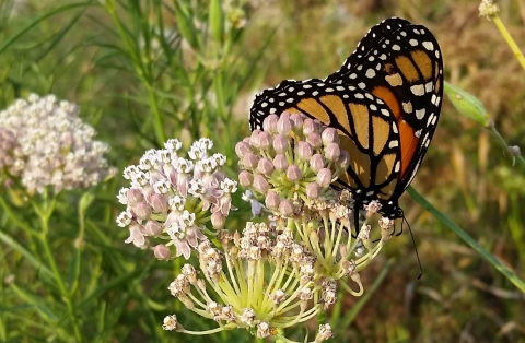 A monarch butterfly feeding on a pink-blossomed flower