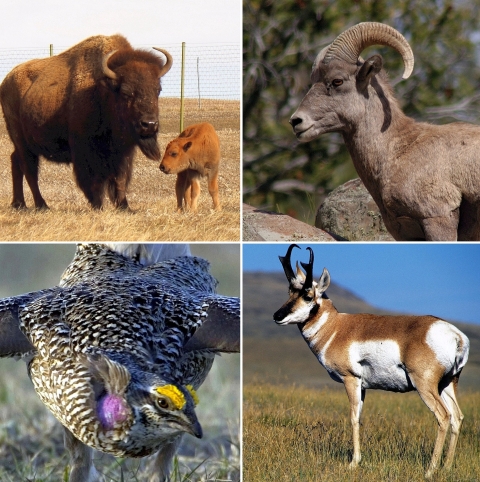 A four-photo collage: an adult bison and a calf, a bighorn sheep, a pronghorn antelope, and a grouse bird