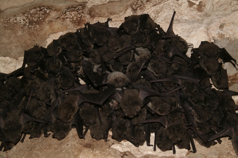 Dozens of gray-brown-colored bats hang upside down huddled together in a cave
