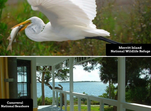 Two-photo collage. Top: A white egret in flight with a fish in its bill. Bottom: A view of water from the porch of a house